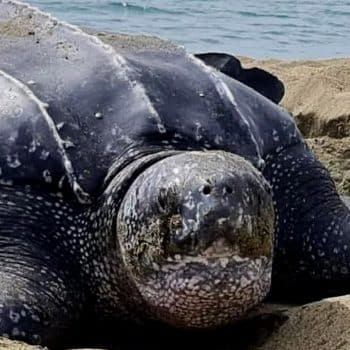 KEINO TWIN ISLE TOURS | Tobago Tourist Guide & 24hr Taxi Service – Keino Twin Isle Tours Leatherback turtle Tobago island tour experience