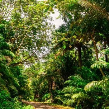 KEINO TWIN ISLE TOURS | Tobago Tourist Guide & 24hr Taxi Service – Keino Twin Isle Tours Rainforest Tobago island tour experience