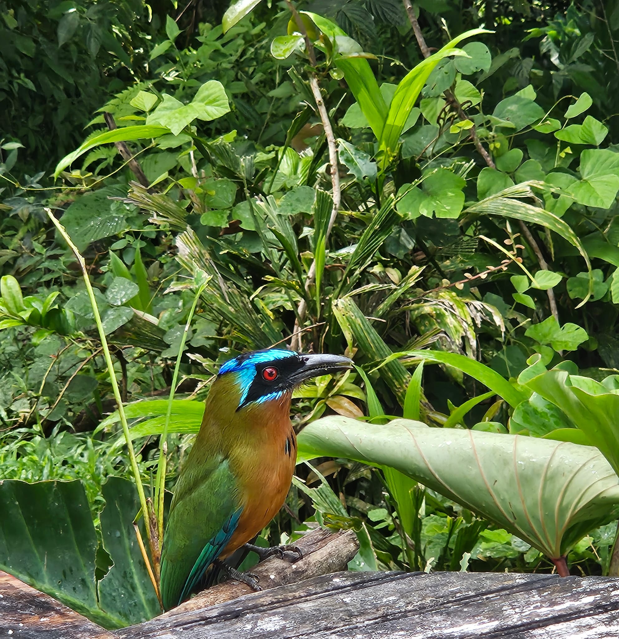 Keino Twin Isle Tours Tobago Contact Information